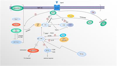 Regulation, targets and functions of CSK